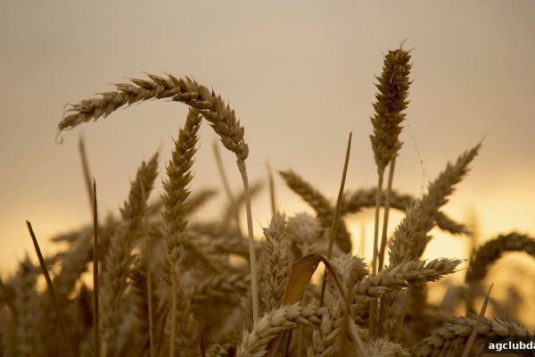 ag电子俱乐部教你玩转轮盘：如何借助PG软件的冷热号数据做出更明智的决策？