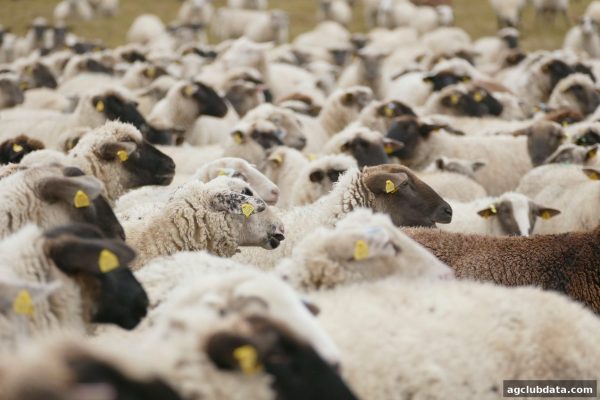 英超直播平台深度体验与充值全攻略：ag电子俱乐部带你畅享游戏与赛事